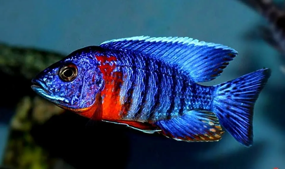 Aulonocara hansbaenschi RED FLUSH - SAMCE XXL - 10CM KURIER, Pomorskie, Gdańsk