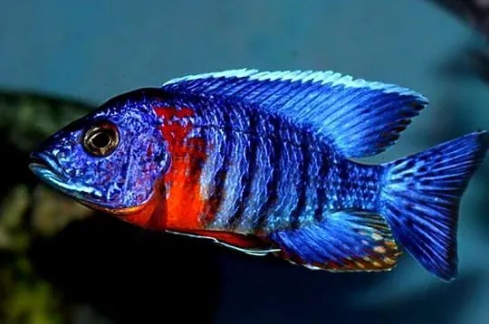 Aulonocara hansbaenschi RED FLUSH - SAMCE XXL - 10CM KURIER, Pomorskie, Gdańsk