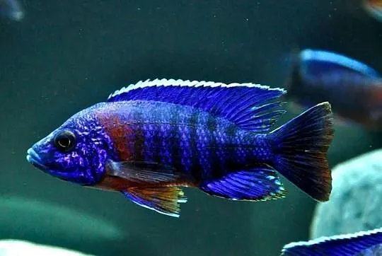 Aulonocara hansbaenschi RED FLUSH - SAMCE XXL - 10CM KURIER, Pomorskie, Gdańsk