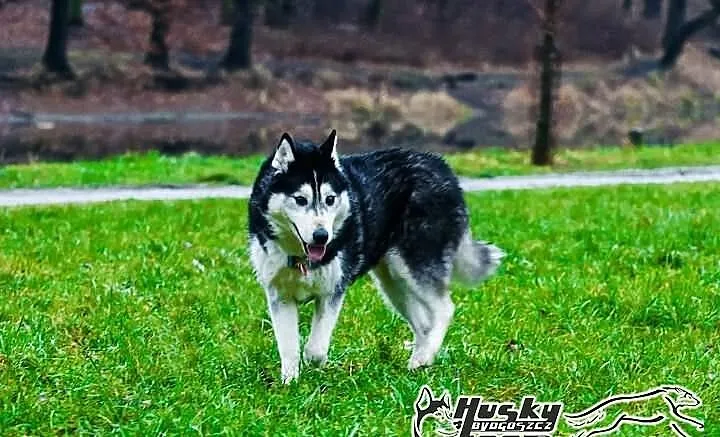 Enka - cudowna suczka siberian husky