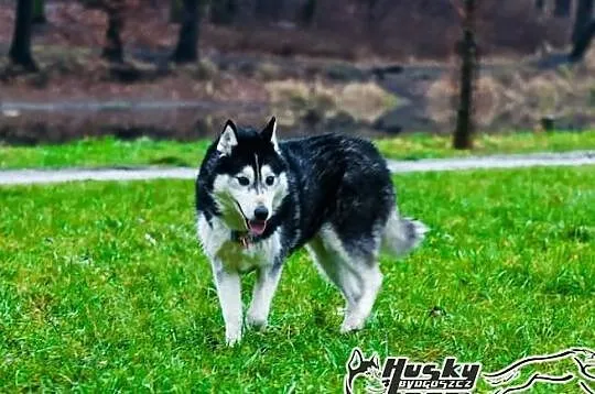 Enka - cudowna suczka siberian husky