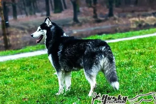 Enka - cudowna suczka siberian husky