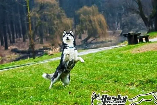 Enka - cudowna suczka siberian husky