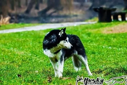 Enka - cudowna suczka siberian husky