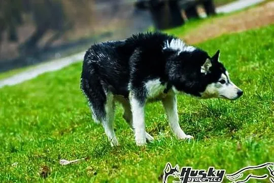 Enka - cudowna suczka siberian husky
