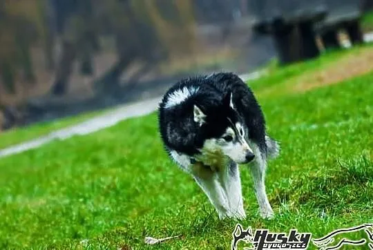 Enka - cudowna suczka siberian husky
