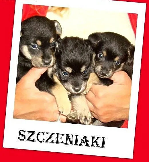Małe,słodkie,szczeniaczki szukają domu Adopcja, ś