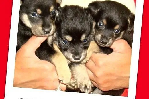 Małe,słodkie,szczeniaczki szukają domu Adopcja,  ś