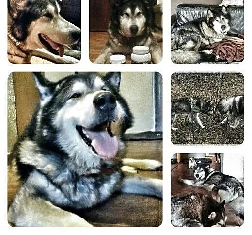 Timba - psi anioł, senior w typie alaskan malamute