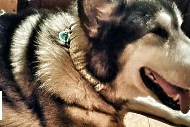 Timba - psi anioł, senior w typie alaskan malamute