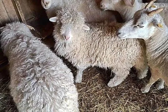 owce młode z tego roku mieszanka z walliserską, Pomorskie, Jankowo Gdańskie
