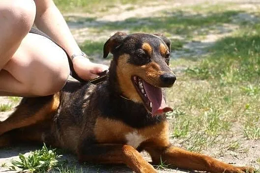 Podaruj Reksowi dom,zyskasz najlepszego przyjaciel