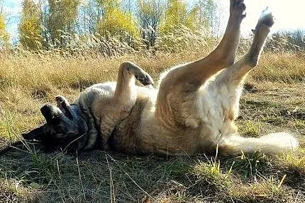 Największa pieszczocha świata czeka na swojego czł