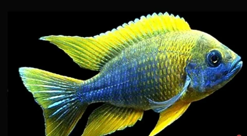 Aulonocara jacobfreibergi MAMELELA - LEMON JAKE - WYSYŁAMY, Pomorskie, Gdańsk
