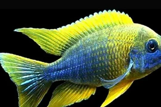 Aulonocara jacobfreibergi MAMELELA - LEMON JAKE - WYSYŁAMY, Pomorskie, Gdańsk