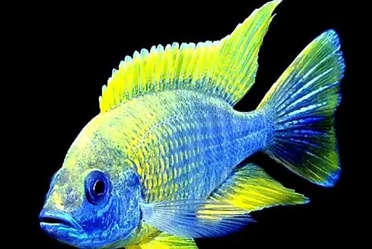 Aulonocara jacobfreibergi MAMELELA - LEMON JAKE - WYSYŁAMY, Pomorskie, Gdańsk