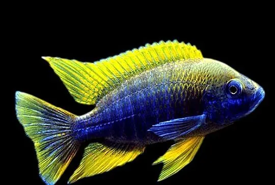 Aulonocara jacobfreibergi MAMELELA - LEMON JAKE - WYSYŁAMY, Pomorskie, Gdańsk