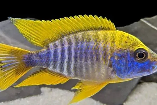 Aulonocara jacobfreibergi MAMELELA - LEMON JAKE - WYSYŁAMY, Pomorskie, Gdańsk