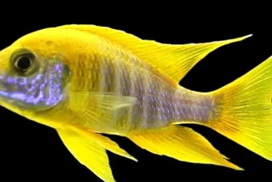 Aulonocara jacobfreibergi MAMELELA - LEMON JAKE - WYSYŁAMY, Pomorskie, Gdańsk