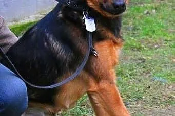 MISIEK - fajny, 3 letni psiak uratowany z łańcucha do adopcji,  mazowieckie Warszawa
