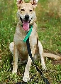 Brego to dobry i miły psiak do adopcji ., łódzkie