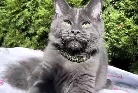 Maine Coon - wielka i piękna Rumba !