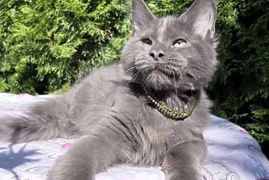 Maine Coon - wielka i piękna Rumba !, Dolnośląskie, Wińsko