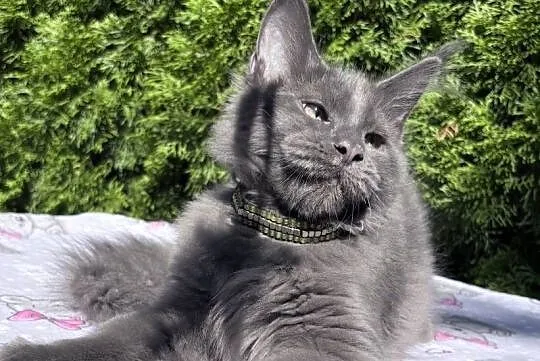 Maine Coon - wielka i piękna Rumba !, Dolnośląskie, Wińsko