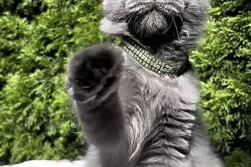 Maine Coon - wielka i piękna Rumba !, Dolnośląskie, Wińsko