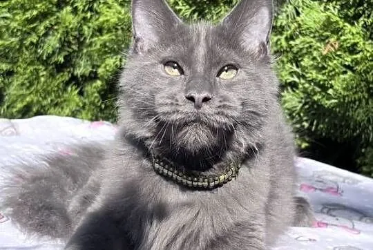 Maine Coon - wielka i piękna Rumba !, Dolnośląskie, Wińsko