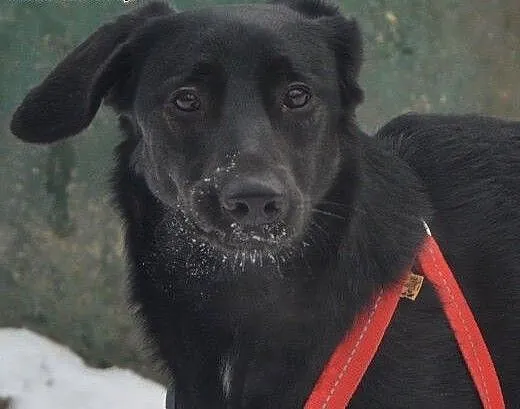Luna - wesoła, energiczna suczka w typie LABRADOR
