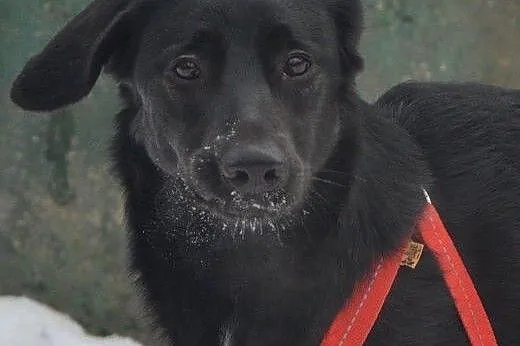 Luna - wesoła, energiczna suczka w typie LABRADOR 