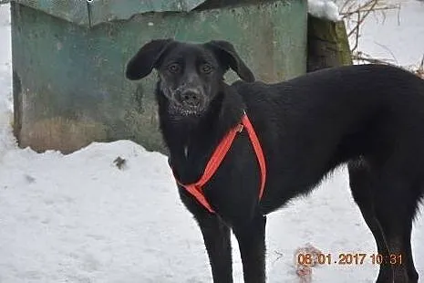 Luna - wesoła, energiczna suczka w typie LABRADOR 