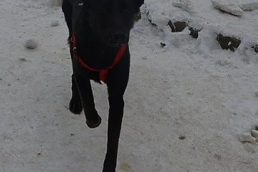 Luna - wesoła, energiczna suczka w typie LABRADOR 