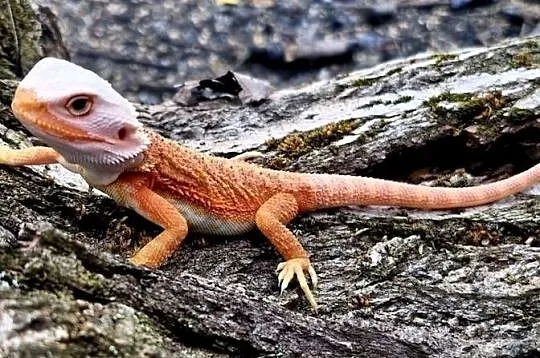 Agama brodata Half monster