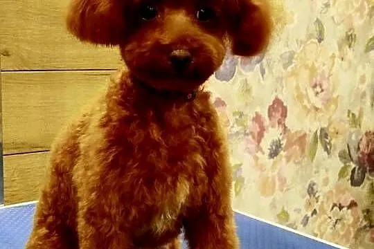 Pudel Toy piesek Odsprzedam