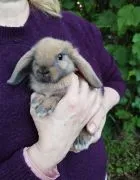 Królik karzełek Mini Lop - chłopiec, szuka nowego domu