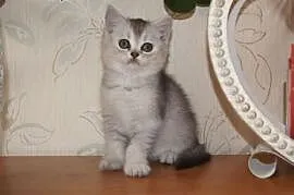 śliczna kotka  brytyjska,  warmińsko-mazurskie Elb, Elbląg