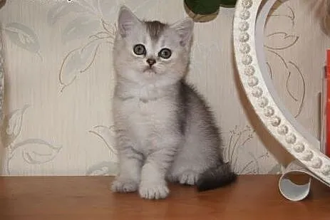 śliczna kotka  brytyjska,  warmińsko-mazurskie Elb