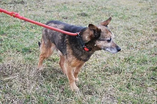 MIKROPSIAK, maleńki MiniDziadek szuka domu na jesi
