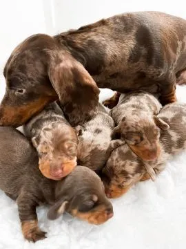 Szczenięta rasy mini dashound dostępne do adopcji. Aktualizacje można uzyskać mailowo pod adresem {{