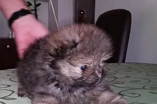 Piękna sunia z rodowodem linia Thajland Amerykańsk