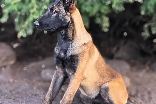 Owczarek belgijski malinois Agat