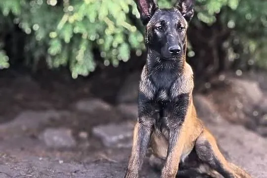 Owczarek belgijski malinois Agat, Lubelskie, Lublin