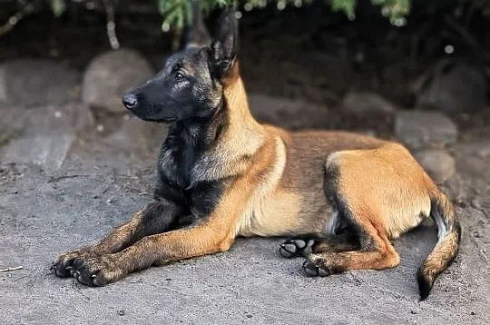 Owczarek belgijski malinois Agat, Lubelskie, Lublin