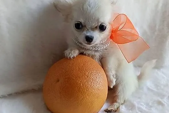 Chihuahua xxs dziewczynka suczka dlugowlosa, Kujawsko-pomorskie, Inowrocław
