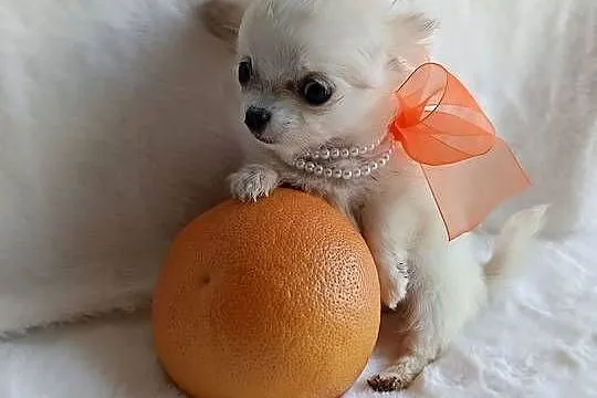 Chihuahua xxs dziewczynka suczka dlugowlosa, Kujawsko-pomorskie, Inowrocław
