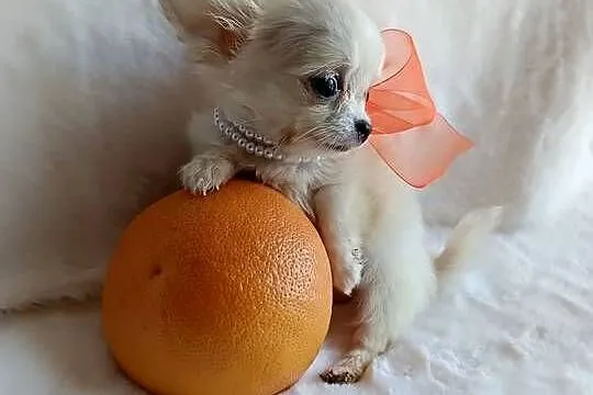 Chihuahua xxs dziewczynka suczka dlugowlosa, Kujawsko-pomorskie, Inowrocław