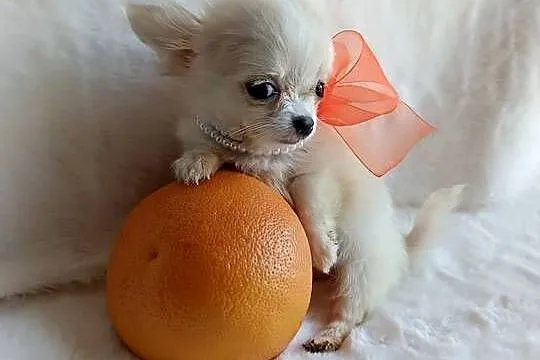 Chihuahua xxs dziewczynka suczka dlugowlosa, Kujawsko-pomorskie, Inowrocław