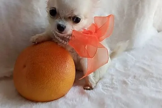 Chihuahua xxs dziewczynka suczka dlugowlosa, Kujawsko-pomorskie, Inowrocław
